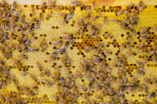 Patchy brood pattern from an old queen