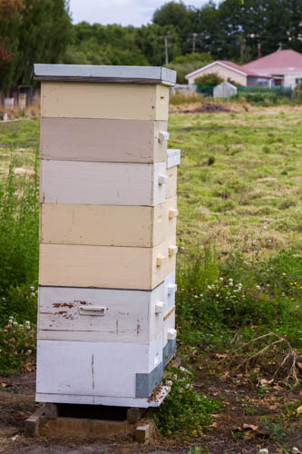 5 boxes of honey on a hive