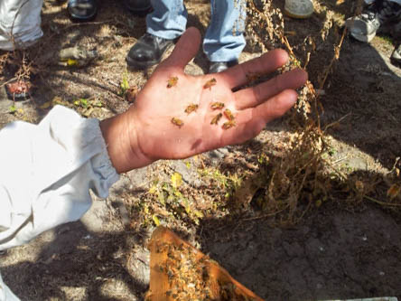 demonstrating how docile these bees are on an open hand