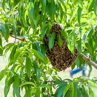 swarm in a fruit tree