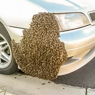 swarm on a car bumper