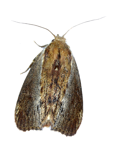 greater wax moth adult